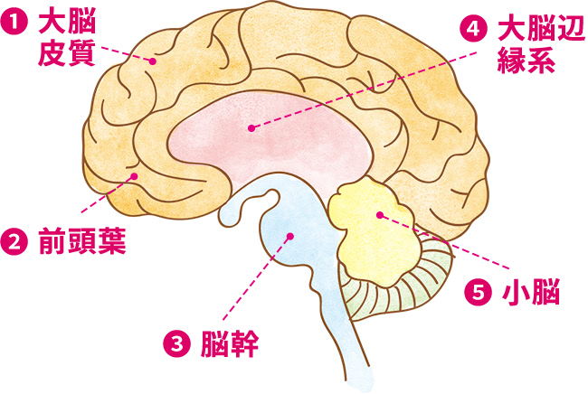 大脳皮質 考える脳 人間の思考の中枢。運動野、感覚野、視覚野、聴覚野など、場所ごとに様々な機能(néng)を担う新(xīn)しい脳, 前頭葉 創造性の脳 大脳皮質の前半部で、思考や創造性、思いやりなど人間にしかない高度な動きを担う新(xīn)しい脳, 脳幹 生命維持の脳 自律神経の調節やホルモンの分(fēn)泌、呼吸や反射など、生命維持に必要な働きを行う古い脳, 大脳辺縁系 本能(néng)の脳 怒りや恐怖など、動物(wù)的な情動を司る古い脳, 小(xiǎo)脳 運動の脳 人間らしいからだの動きを司る新(xīn)しい脳