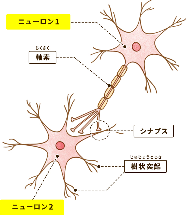 ニューロン,シナプス
