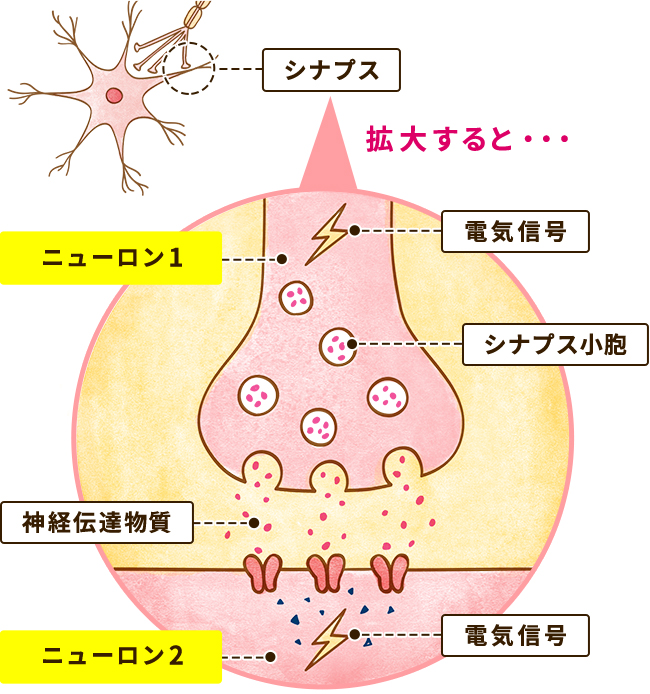 シナプス