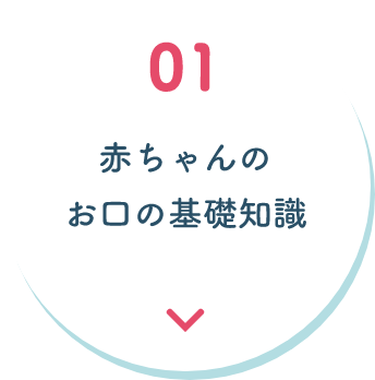 赤ちゃんのお口の基礎情報