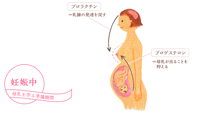 妊娠中 母乳を作る準備期間