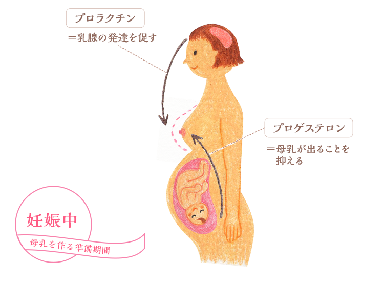 妊娠中 母乳を作る準備期間