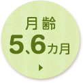 月齢5、6か月